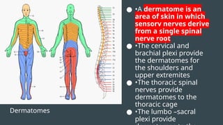 Dermatomes
● •A dermatome is an
area of skin in which
sensory nerves derive
from a single spinal
nerve root
● •The cervical and
brachial plexi provide
the dermatomes for
the shoulders and
upper extremites
● •The thoracic spinal
nerves provide
dermatomes to the
thoracic cage
● •The lumbo –sacral
plexi provide
 