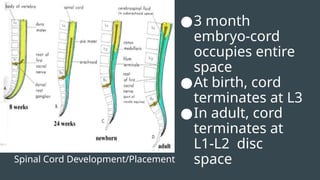 Spinal Cord Development/Placement
●3 month
embryo-cord
occupies entire
space
●At birth, cord
terminates at L3
●In adult, cord
terminates at
L1-L2 disc
space
 