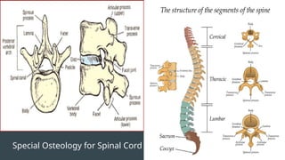 Special Osteology for Spinal Cord
 