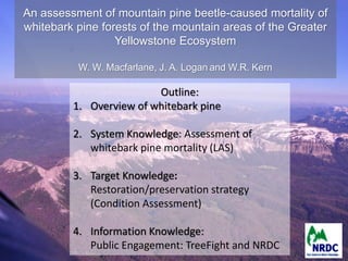 An assessment of mountain pine beetle-caused mortality of
whitebark pine forests of the mountain areas of the Greater
                  Yellowstone Ecosystem

          W. W. Macfarlane, J. A. Logan and W.R. Kern

                         Outline:
         1. Overview of whitebark pine

         2. System Knowledge: Assessment of
            whitebark pine mortality (LAS)

         3. Target Knowledge:
            Restoration/preservation strategy
            (Condition Assessment)

         4. Information Knowledge:
            Public Engagement: TreeFight and NRDC
 
