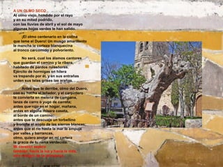 A UN OLMO SECO
Al olmo viejo, hendido por el rayo
y en su mitad podrido,
con las lluvias de abril y el sol de mayo
algunas hojas verdes le han salido.

      ¡El olmo centenario en la colina
que lame el Duero! Un musgo amarillento
le mancha la corteza blanquecina
al tronco carcomido y polvoriento.

     No será, cual los álamos cantores
que guardan el camino y la ribera,
habitado de pardos ruiseñores.
Ejército de hormigas en hilera
va trepando por él, y en sus entrañas
urden sus telas grises las arañas.

     Antes que te derribe, olmo del Duero,
con su hacha el leñador, y el carpintero
te convierta en melena de campana,
lanza de carro o yugo de carreta;
antes que rojo en el hogar, mañana,
ardas en alguna mísera caseta,
al borde de un camino;
antes que te descuaje un torbellino
y tronche el soplo de las sierras blancas;
antes que el río hasta la mar te empuje
por valles y barrancas,
olmo, quiero anotar en mi cartera
la gracia de tu rama verdecida.
Mi corazón espera
también, hacia la luz y hacia la vida,
otro milagro de la primavera.
 