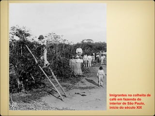 Imigrantes na colheita de café em fazenda do interior de São Paulo, início do século XIX  