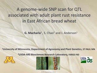 A genome-wide SNP scan for QTL
     associated with adult plant rust resistance
            in East African bread wheat

                     G. Macharia1 , S. Chao2 and J. Anderson1



1University   of Minnesota, Department of Agronomy and Plant Genetics, ST PAUL MN
                2USDA-ARS   Biosciences Research Laboratory, FARGO ND




                                    BGRI Workshop_2012
 
