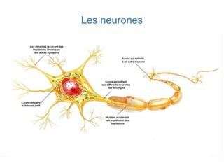 Les neurones
 