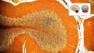 NOT
FOR
DISTRIBUTION
©
SUPERDATASCIENCE
www.superdatascience.com
 