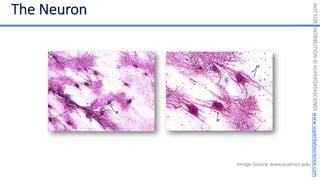 NOT
FOR
DISTRIBUTION
©
SUPERDATASCIENCE
www.superdatascience.com
Image Source: www.austincc.edu
 