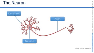 NOT
FOR
DISTRIBUTION
©
SUPERDATASCIENCE
www.superdatascience.com
Image Source: Wikipedia
Neuron
Axon
Dendrites
 