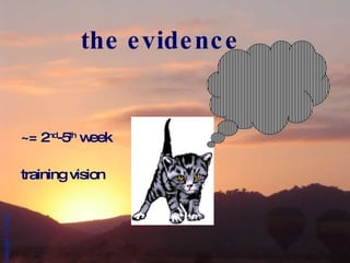 the evidence ~= 2 nd -5 th  week training vision 