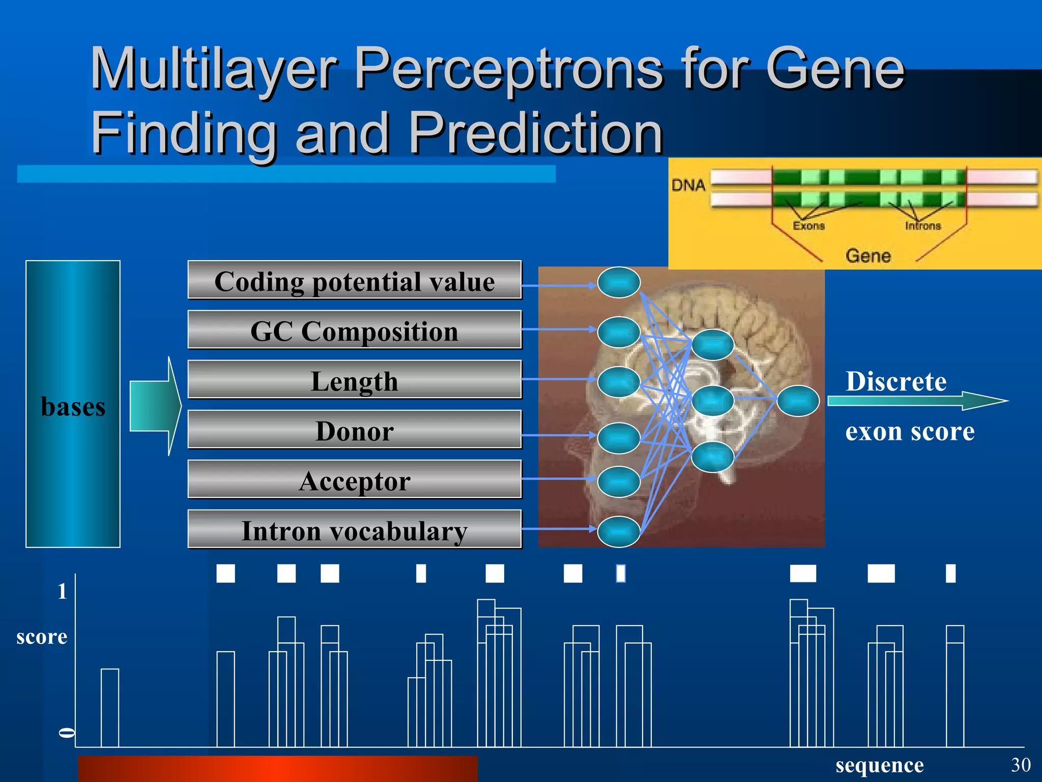Multilayer Perceptrons for Gene Finding and Prediction bases Discrete exon score 0 1 sequence score Coding potential value GC Composition Length Donor Acceptor Intron vocabulary 