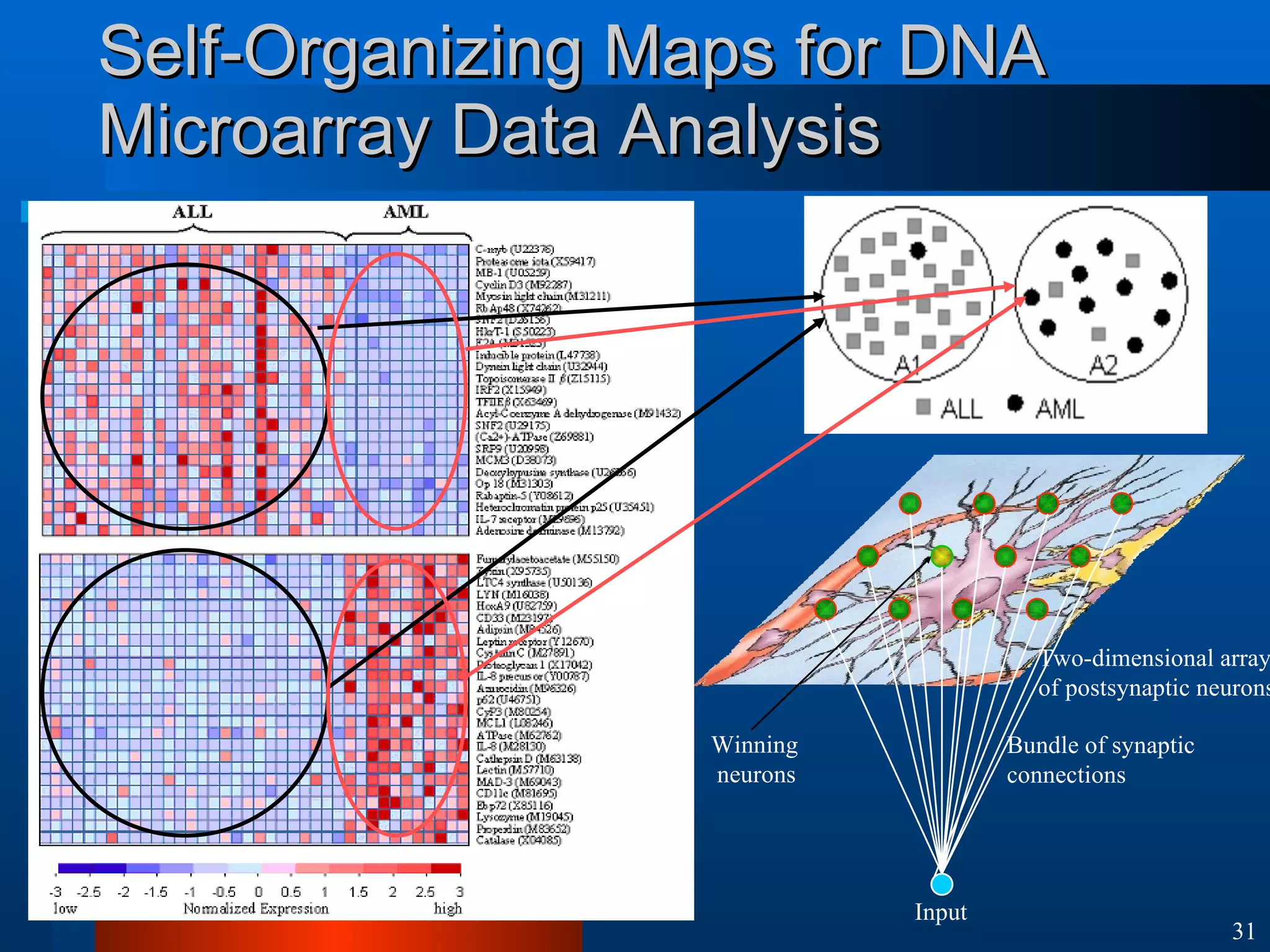 Self-Organizing Maps for DNA Microarray Data Analysis Two-dimensional array of postsynaptic neurons Bundle of synaptic connections Winning neurons Input 