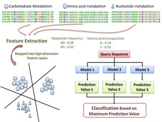 Carbohydrate Metabolism Amino acid metabolism Nucleotide metabolism
Model 1 Model 2 Model 3
Query Sequence
Prediction
Value 1
Prediction
Value 2
Prediction
Value 3
Feature Extraction
Mapped into high-dimension
feature space
Classification Based on
Maximum Prediction Value
•Dipeptide Frequency
AD : 0.08
RH : 0.02
•Amino Acid Composition
A : 0.14
F : 0.05
 