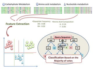 MODEL
t1
ABC
AB C
A B
t2
ABC
AC
A C
B
t3
ABC
BCA
CB
Query Sequence
Classification Based on the
Majority of votes
Carbohydrate Metabolism Amino acid metabolism Nucleotide metabolism
Feature Extraction
•Dipeptide Frequency
AD : 0.08
RH : 0.02
•Amino Acid Composition
A : 0.14
F : 0.05
 