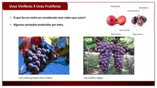 Uvas Viníferas X Uvas Frutíferas
• O que faz um vinho ser considerado mais nobre que outro?
• Algumas sensações produzidas por estes.
Uva vinífera grenache (vitis vinífera) Uva frutífera niágara
 