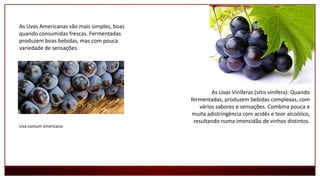 As Uvas Americanas são mais simples, boas
quando consumidas frescas. Fermentadas
produzem boas bebidas, mas com pouca
variedade de sensações.
As Uvas Viníferas (vitis vinifera): Quando
fermentadas, produzem bebidas complexas, com
vários sabores e sensações. Combina pouca e
muita adistringência com acidês e teor alcoólico,
resultando numa imensidão de vinhos distintos.
Uva comum americana
 