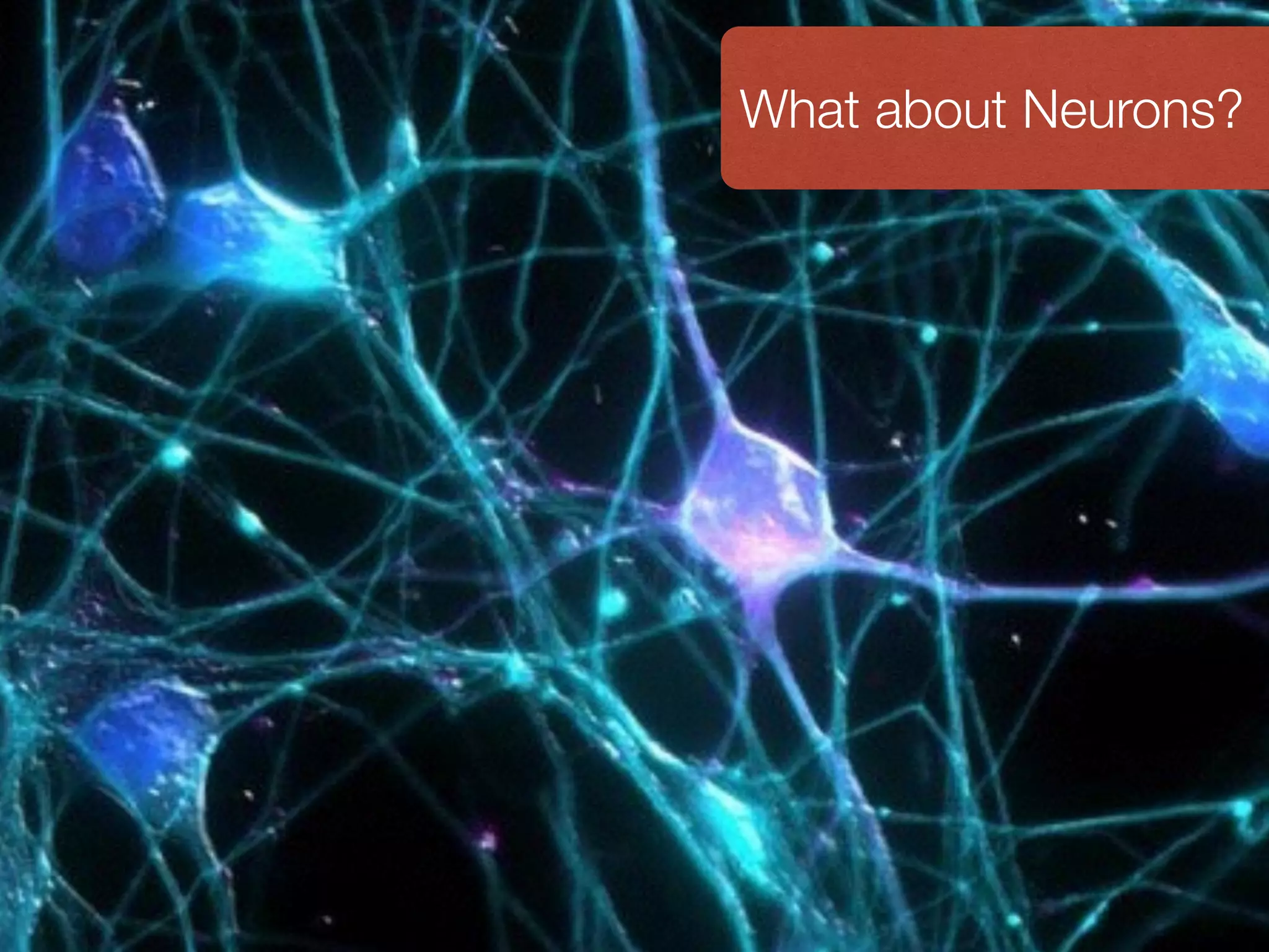 www.bgoncalves.com@bgoncalves Biological Neuron What about Neurons? 