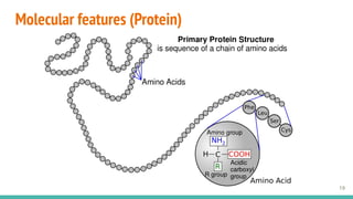 Molecular features (Protein)
19
 