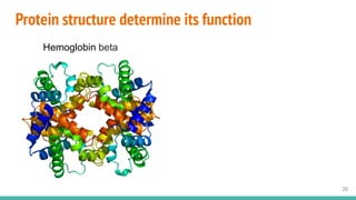Protein structure determine its function
20
Hemoglobin beta
 