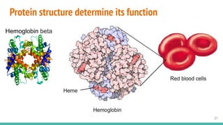 Protein structure determine its function
21
Hemoglobin beta
 
