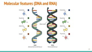Molecular features (DNA and RNA)
23
 