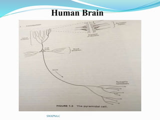 SWAPNA.C
Human Brain
 