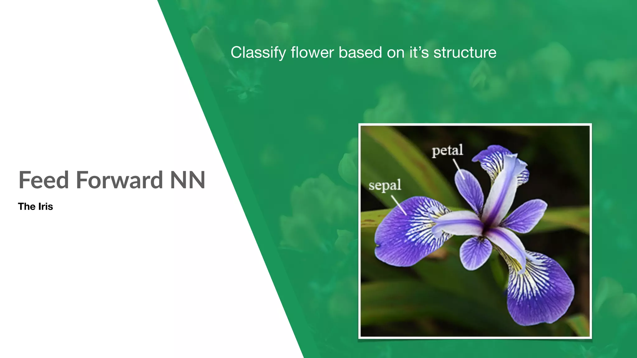Feed Forward NN The Iris Classify ﬂower based on it’s structure 