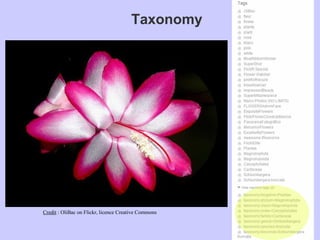 Taxonomy




Credit : OliBac on Flickr, licence Creative Commons
 