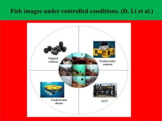 Fish images under controlled conditions. (D. Li et al.)
 