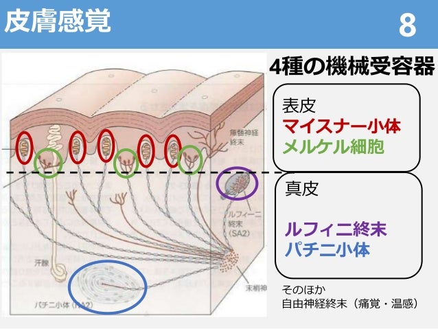 触覚のメカニズム