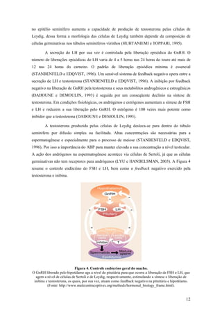 no epitélio seminífero aumenta a capacidade de produção de testosterona pelas células de
Leydig, dessa forma a morfologia das células de Leydig também depende da composição de
células germinativas nos túbulos seminíferos vizinhos (HUHTANIEMI e TOPPARI, 1995).
A secreção do LH por sua vez é controlada pela liberação episódica do GnRH. O
número de liberações episódicas do LH varia de 4 a 5 horas nas 24 horas do touro até mais de
12 nas 24 horas do carneiro. O padrão de liberação episódica mínima é essencial
(STANBENFELD e EDQVIST, 1996). Um sensível sistema de feedback negativo opera entre a
secreção de LH e testosterona (STANBENFELD e EDQVIST, 1996). A inibição por feedback
negativo na liberação de GnRH pela testosterona e seus metabólitos androgênicos e estrogênicos
(DADOUNE e DEMOULIN, 1993) é seguida por um conseqüente declínio na síntese de
testosterona. Em condições fisiológicas, os andrógenos e estrógenos aumentam a síntese de FSH
e LH e reduzem a sua liberação pelo GnRH. O estrógeno é 100 vezes mais potente como
inibidor que a testosterona (DADOUNE e DEMOULIN, 1993).
A testosterona produzida pelas células de Leydig desloca-se para dentro do túbulo
seminífero por difusão simples ou facilitada. Altas concentrações são necessárias para a
espermatogênese e especialmente para o processo de meiose (STANBENFELD e EDQVIST,
1996). Por isso a importância do ABP para manter elevada a sua concentração a nível testicular.
A ação dos andrógenos na espermatogênese acontece via células de Sertoli, já que as células
germinativas não tem receptores para andrógenos (LYU e HANDELSMAN, 2003). A Figura 4
resume o controle endócrino do FSH e LH, bem como o feedback negativo exercido pela
testosterona e inibina.
Figura 4. Controle endócrino geral do macho.
O GnRH liberado pelo hipotálamo age a nível de pituitária para que ocorra a liberação de FSH e LH, que
agem a nível de células de Sertoli e de Leydig, respectivamente, estimulando a síntese e liberação de
inibina e testosterona, os quais, por sua vez, atuam como feedback negativo na pituitária e hipotálamo.
(Fonte: http://www.malecontraceptives.org/methods/hormonal_biology_frame.html).
12
 