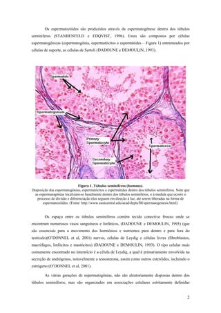 Os espermatozóides são produzidos através da espermatogênese dentro dos túbulos
seminíferos (STANBENFELD e EDQVIST, 1996). Estes são compostos por células
espermatogênicas (espermatogônia, espermatócitos e espermátides – Figura 1) entremeados por
células de suporte, as células de Sertoli (DADOUNE e DEMOULIN, 1993).
Figura 1. Túbulos seminíferos (humano).
Disposição das espermatogônias, espermatócitos e espermátides dentro dos túbulos seminíferos. Note que
as espermatogônias localizam-se basalmente dentro dos túbulos seminíferos, e à medida que ocorre o
processo de divisão e diferenciação elas seguem em direção à luz, até serem liberadas na forma de
espermatozóides. (Fonte: http://www.eastcentral.edu/acad/depts/BI/spermatogenesis.html).
Os espaço entre os túbulos seminíferos contém tecido conectivo frouxo onde se
encontram numerosos vasos sanguíneos e linfáticos, (DADOUNE e DEMOULIN, 1993) (que
são essenciais para o movimento dos hormônios e nutrientes para dentro e para fora do
testículo)(O’DONNEL et al, 2001) nervos, células de Leydig e células livres (fibroblastos,
macrófagos, linfócitos e mastócitos) (DADOUNE e DEMOULIN, 1993). O tipo celular mais
comumente encontrado no interstício é a célula de Leydig, a qual é primariamente envolvida na
secreção de andrógenos, notavelmente a testosterona, assim como outros esteróides, incluindo o
estrógeno (O’DONNEL et al, 2001).
As várias gerações de espermatogônias, não são aleatoriamente dispostas dentro dos
túbulos seminíferos, mas são organizados em associações celulares estritamente definidas
2
 