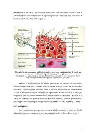 (O’DONNEL et al, 2001) e seu desenvolvimento conta com uma íntima associação com as
células de Sertoli, com múltiplos tipos de espermatogônias em contato com uma única célula de
Sertoli. (O’DONNEL et al, 2001) (Figura 2).
Figura 2. Corte transversal de um túbulo seminífero mostrando uma única célula de Sertoli em
contato com diferentes tipos de células espermatogênicas.
Note a célula de Leydig, no espaço intersticial, em íntimo contato com os vasos sanguíneos. (Fonte:
http://faculty.washington.edu/kepeter/118/photos/testes_cells.jpg).
Quando o desenvolvimento das células germinativas se completa, as espermátides
maduras são liberadas pelas células de Sertoli dentro do lúmen, e passam por um sistema de
duto coletor, conhecido como rete testes, antes de entrarem no epidídimo via dutos eferentes.
Durante a passagem através do epidídimo, as espermátides sofrem uma série de alterações
bioquímicas para se tornarem espermatozóides móveis capazes de fertilizar (O’DONNEL et al,
2001). As secreções das glândulas acessórias (vesículas seminais, glândulas bulbouretrais e
próstata) provêem nutrientes para os espermatozóides (STANBENFELD e EDQVIST, 1996).
Espermatogênese
A espermatogênese é um processo no qual as células germinativas entram em divisão,
diferenciação, e meiose para dar origem a espermátides haplóides (O’DONNEL et al, 2001).
3
 