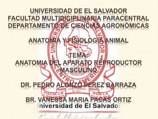 UNIVERSIDAD DE EL SALVADOR
FACULTAD MULTIDICIPLINARIA PARACENTRAL
DEPARTAMENTO DE CIENCIAS AGRONÓMICAS
ANATOMIA Y FISIOLOGIA ANIMAL
TEMA:
ANATOMIA DEL APARATO REPRODUCTOR
MASCULINO
DR. PEDRO ALONZO PEREZ BARRAZA
BR. VANESSA MARIA PACAS ORTIZ
 