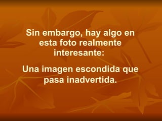 Sin embargo, hay algo en esta foto realmente interesante:  Una imagen escondida que pasa inadvertida. 