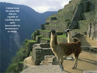 Llamas keep the grass tidy and are capable of reaching many spots inaccessible by lawnmowers  or sheep.  