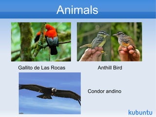 Animals



Gallito de Las Rocas      Anthill Bird



                       Condor andino
 