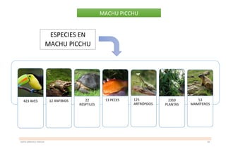 SOFÍA SÁNCHEZ PEREDA 28
MACHU PICCHU
423 AVES 12 ANFIBIOS 22
RESPTILES
13 PECES 125
ARTRÓPDOS
2350
PLANTAS
53
MAMÍFEROS
ESPECIES EN
MACHU PICCHU
 