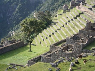 Machu pichu