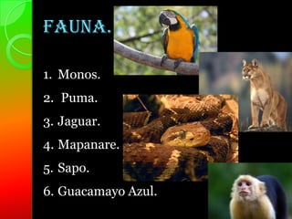 Fauna.

1. Monos.
2. Puma.
3. Jaguar.
4. Mapanare.
5. Sapo.
6. Guacamayo Azul.
 
