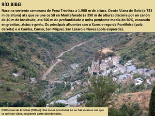 RÍO BIBEI
Nace na vertente zamorana de Pena Trevinca a 1.900 m de altura. Desde Viana do Bolo (a 733
m de altura) ata que se une co Sil en Montefurado (a 290 m de altura) discorre por un canón
de 40 m de lonxitude, ata 500 m de profundidade e unha pendente media do 50%, escavado
en granitos, xistos e gneis. Os principais afluentes son o Xares e rego da Porriñeira (pola
dereita) e o Camba, Conso, San Miguel, San Lázaro e Navea (pola esquerda).
O Bibei nas As Ermidas (O Bolo). Nas zonas orientadas ao sur hai socalcos nos que
se cultivan vides, en grande parte abandonados.
 