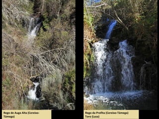 Rego da Profita (Cereixo-Támega)
Toro (Laza)
Rego de Auga Alta (Cereixo-
Támega)
 