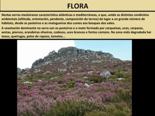 FLORA
Nestas serras mestúranse característica atlánticas e mediterráneas, o que, unido as distintas condicións
ambientais (altitude, orientación, pendente, composición do terreo) da lugar a un grande número de
hábitats, desde os pasteiros e as matogueiras dos cumes aos bosques dos vales.
A vexetación dominante na serra son os pasteiros e o mato formado por carqueixas, uces, carpazas,
xestas, piornos, arandeiras silveiras, codesos, uces brancas e fentos comúns. Na zona máis degradada hai
toxos, queirugas, pelos de raposo, tomelos...
 