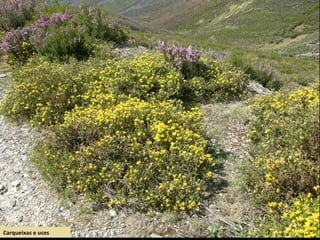Carqueixas e uces
 
