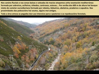 Nos canóns fluviais e nas zonas baixas e soleadas do macizo atopamos unha vexetación mediterránea
formada por sobreiras, aciñeiras, érbedos, cantroxos, estevas... Por enriba dos 600 m de altura hai bosque
mixto de carácter eurosiberiano formado por rebolos, bidueiros, abelairas, pradairos e capudres. Nas
proximidades das poboacións hai soutos, algúns moi antigos.
Toda a área amosa as pegadas dun uso intensivo para o pastoreo e as repoboacións forestais.
 