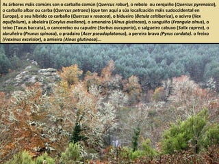 As árbores máis comúns son o carballo común (Quercus robur), o rebolo ou cerquiño (Quercus pyrenaica),
o carballo albar ou carba (Quercus petraea) (que ten aquí a súa localización máis sudoccidental en
Europa), o seu híbrido co carballo (Quercus x rosacea), o bidueiro (Betula celtiberica), o acivro (Ilex
aquifolium), a abeleira (Corylus avellana), o ameneiro (Alnus glutinosa), o sanguiño (Frangula alnus), o
teixo (Taxus baccata), o cancereixo ou capudre (Sorbus aucuparia), o salgueiro cabuxo (Salix caprea), o
abruñeiro (Prunus spinosa), o pradairo (Acer pseudoplatanus), a pereira brava (Pyrus cordata). o freixo
(Fraxinus excelsior), a amieira (Alnus glutinosa)...
 