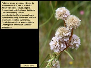 Podemos atopar un grande número de
plantas endémicas e raras en Galiza:
Allium victorialis, Festuca elegans,
Festuca graniticola (exclusiva do Macizo
Central ourensán), Festuca
summilusitanica, Hieracium rupicolum,
Jasione laevis subsp. carpetana, Narcisus
asturiensis, Serratula legionensis,
Teesdaliopsis conferta, Armeria ciliata,
Ornithogalum concinnum, Dianthus
langeanus...
Armeria ciliata
 