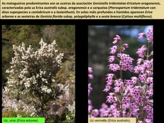 As matogueiras predominantes son as uceiras da asociación Genistello tridentatae-Ericetum aragonensis,
caracterizadas pola uz Erica australis subsp. aragonensis e a carqueixa (Pterospartum tridentatum con
dúas supespecies a cantabricum e a lasianthum). En solos máis profundos e húmidos aparecen Erica
arborea e as xesteiras de Genista florida subsp. polygaliphylla e a xesta branca (Cytisus multiflorus).
Uz vermella (Erica australis).Uz, urce (Erica arborea)
 