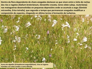 Dentro da flora dependente de chans anegados destacan as que viven entre o leito de rochas
dos ríos e regatos (Galium broterianum, Oenanthe crocata, Carex elata subsp. reuteriana);
nas matogueiras desenvolvidas en pequenas depresións onde se acumula a auga (Genista
micrantha, Erica tetralix), que segundo o tempo que permanezan anegados modifican a
composición de especies, chegando en último termo á formación de turbeiras.
Xunca de algodón (Eriosphorum angustifolium). Vive en lugares
húmidos con solos acedos a certa altitude.
 
