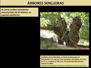 ÁRBORES SENLLEIRAS
As serras acollen exemplares
monumentais de de árbores, en
especial castiñeiros.
Castiñeiro de Pumbariños, no Souto de Rozavales en
Manzaneda. É un dos de maior perímetro de Galiza, con máis
de 12 m, e supera os 500 anos. Foi declarado Monumento
natural no 1995.
Incluído no Catálogo de Árbores Senlleiras da Xunta de Galiza.
 