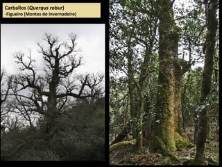 Carballos (Querqus robur)
-Figueiro (Montes do Invernadeiro)
 