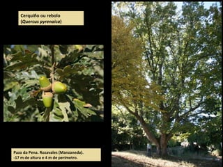 Cerquiño ou rebolo
(Quercus pyrenaica)
Pazo da Pena. Rozavales (Manzaneda).
-17 m de altura e 4 m de perímetro.
 